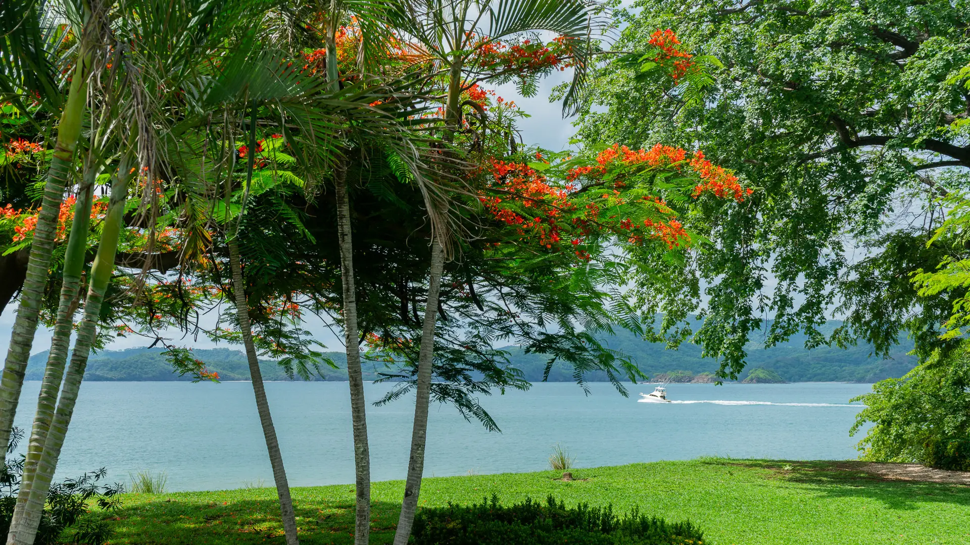 Flame tree blooming over a calm turquoise bay